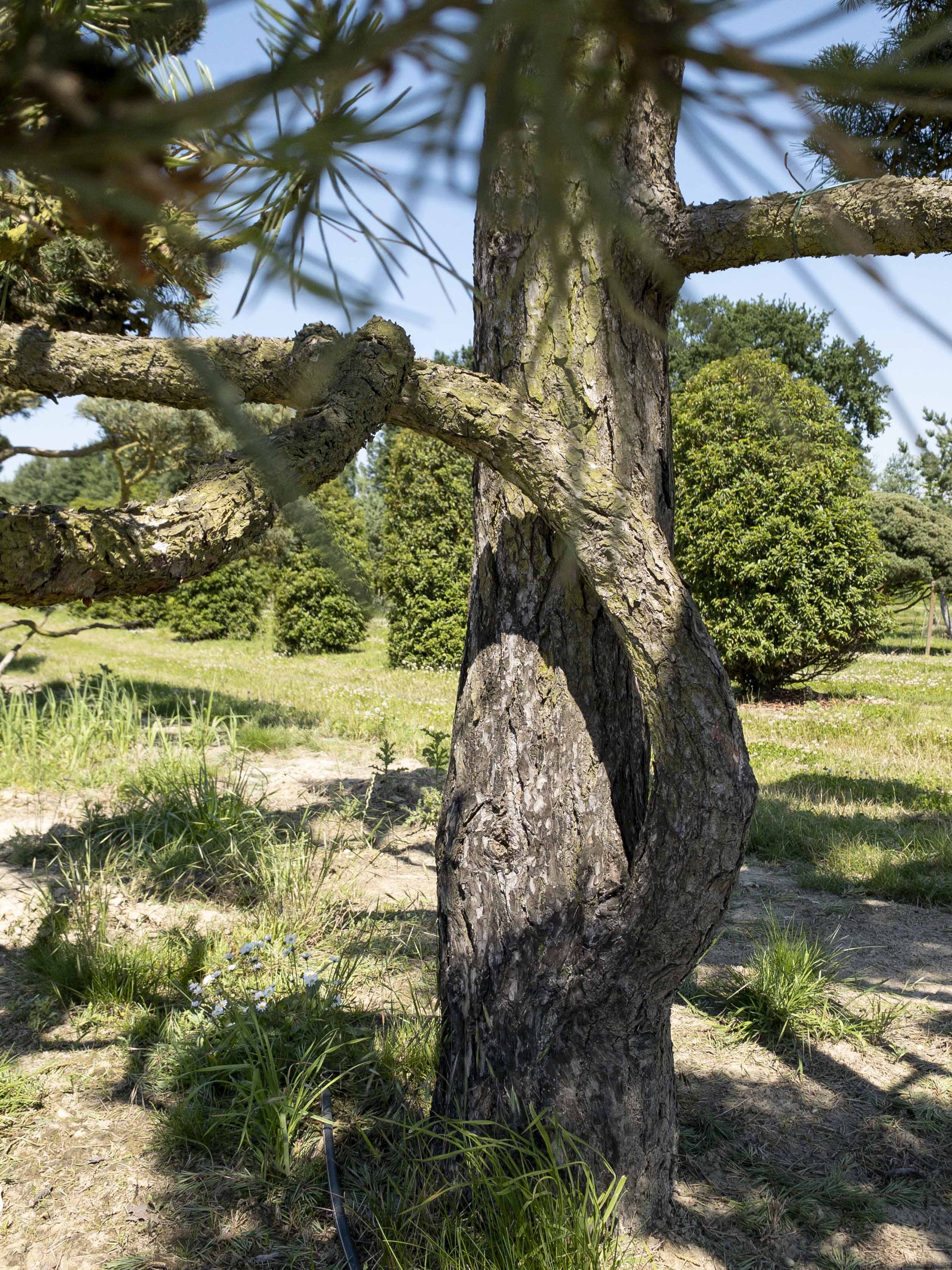 Pinus sylvestris Bonsai